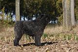 BOUVIER DES FLANDRES 293
